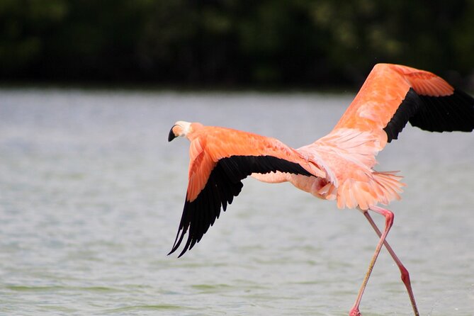 From Valladolid: Rio Lagartos + Coloradas + Ek Balam + Cenote (Transport) - Recommendations for Flexibility and Cost