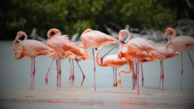FROM VALLADOLID RIO LAGARTOS + LAS COLORADAS + CENOTE (COLECTIVO TOURISTIC) - Key Points