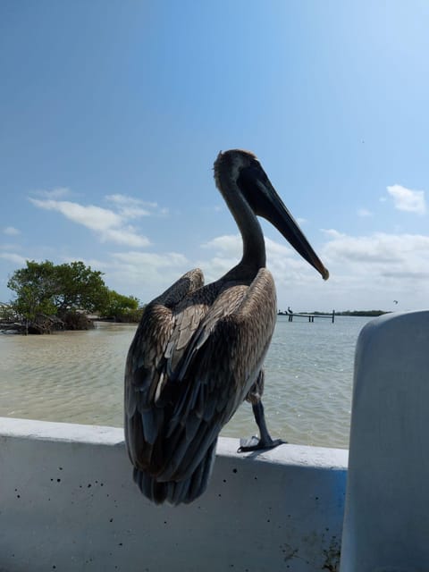 From Valladolid: Rio Lagartos, Las Coloradas, Cenote & Lunch - Wildlife and Sightseeing