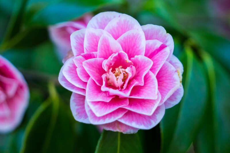 From Vancouver: Butchart Gardens & Victoria Sightseeing Tour - Itinerary Details