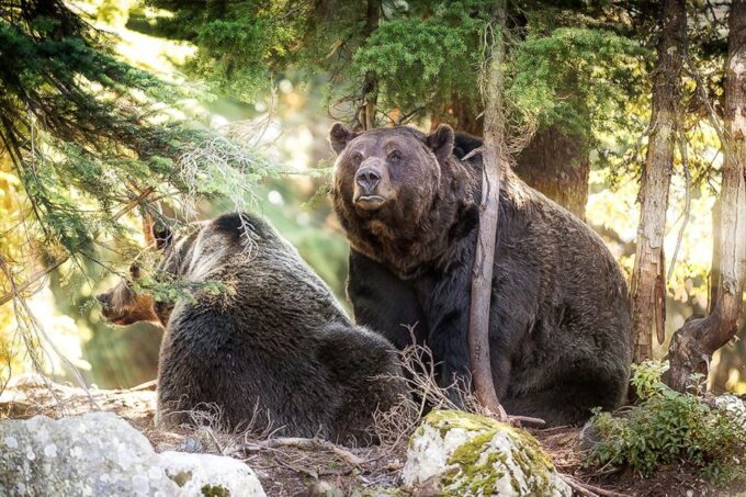 From Vancouver: Capilano Suspension Bridge & Grouse Mountain - Frequently Asked Questions
