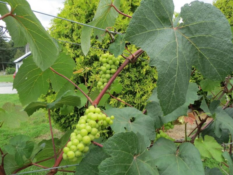 From Vancouver: Half-Day Fraser Valley Wine Tour - Experience Highlights