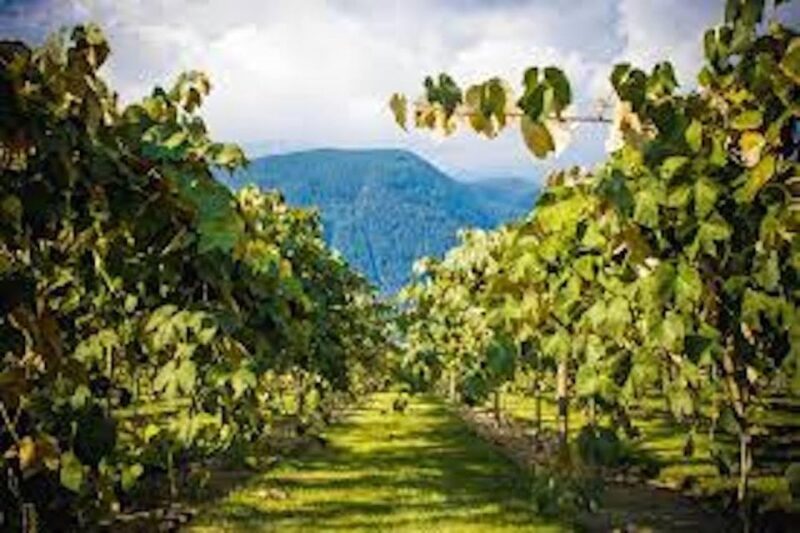 From Vancouver: Half-Day Fraser Valley Wine Tour - Wine Tasting Opportunities