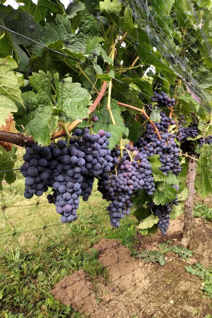 From Vancouver: Half-Day Fraser Valley Wine Tour - Cancellation Policy