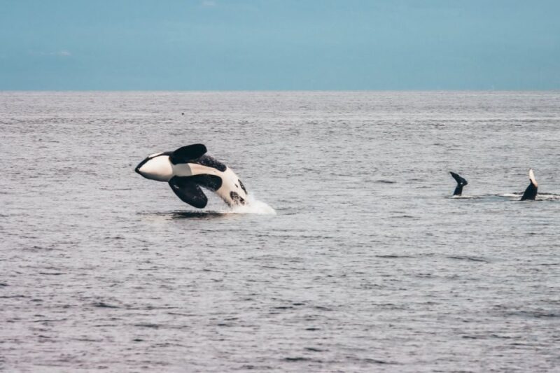 From Vancouver: Whale Watching and Victoria Trip by Seaplane - Customer Reviews and Ratings