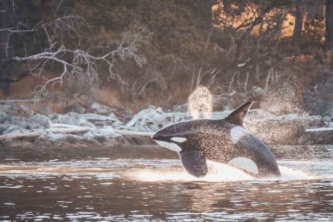From Vancouver: Whale Watching and Victoria Trip by Seaplane - What to Expect