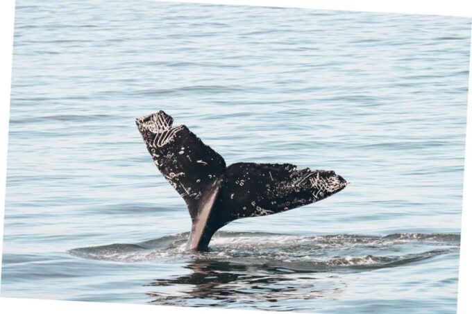 From Vancouver: Whale Watching and Victoria Trip by Seaplane - Frequently Asked Questions
