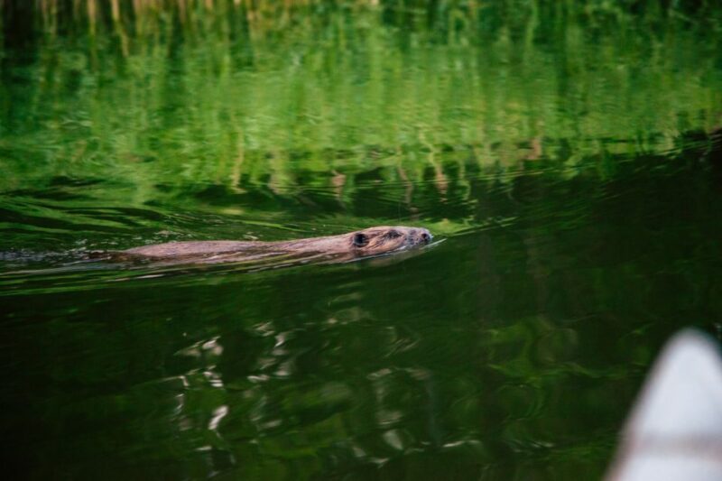 From Vaxholm: Stockholm Archipelago Big Canoe Adventure - Important Information