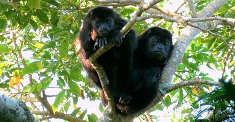 From Veracruz: Catemaco, Nature, Waterfalls & Monkeys Tour - Included in the Tour