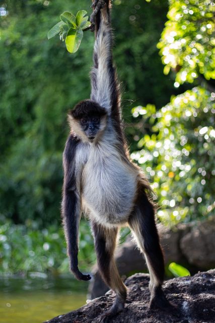 From Veracruz: Catemaco, Nature, Waterfalls & Monkeys Tour - Participant Information