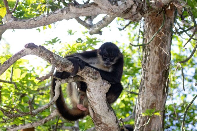 From Veracruz: Catemaco, Nature, Waterfalls & Monkeys Tour - Frequently Asked Questions
