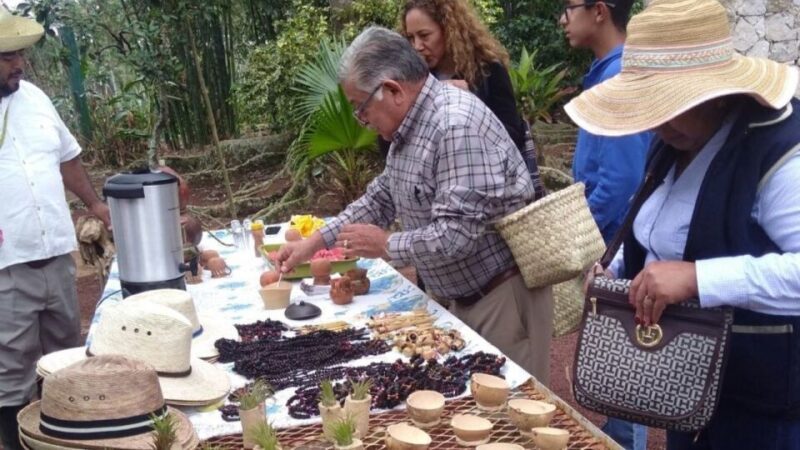 From Veracruz or Boca Del Río: Coffee Tour in Coatepec - Included in the Tour