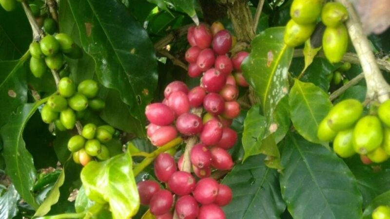 From Veracruz or Boca Del Río: Coffee Tour in Coatepec - Preparation and Restrictions
