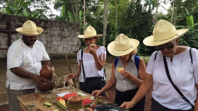 From Veracruz or Boca Del Río: Coffee Tour in Coatepec - Activities in Coatepec