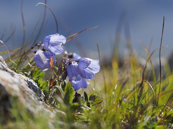 From Verona: Full-Day Dolomites Mountains Trip - Guided Tour Experience