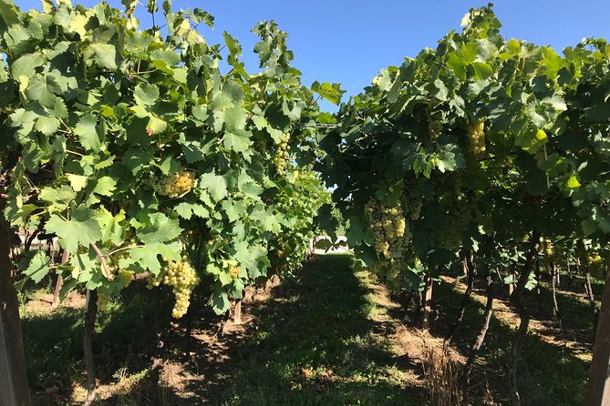 From Verona: Prosecco & Classic Method Sparkling Wine Tour, With Light Lunch - Light Traditional Lunch at the Winery