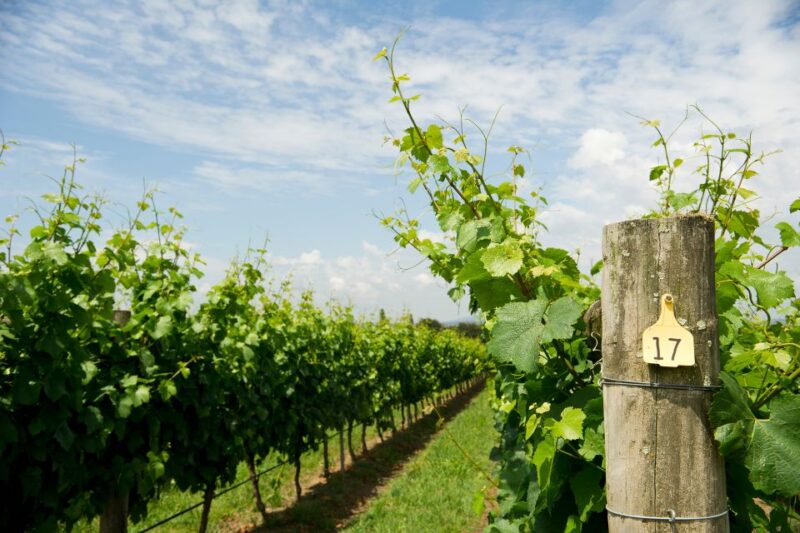 From Verona: Valpolicella and Amarone Full Day Private Tour - Key Points