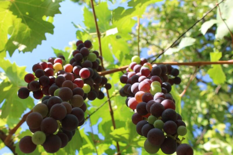 From Verona: Valpolicella and Amarone Full Day Private Tour - Participant Restrictions