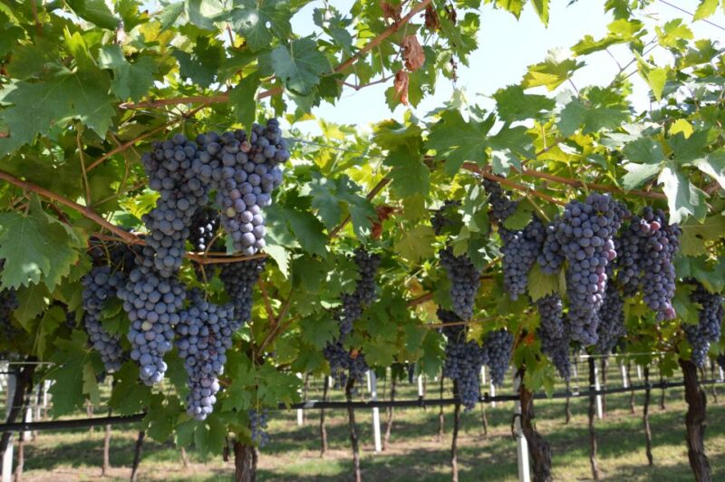 From Verona: Valpolicella Half-Day Small Group Wine Tour - Exploring San Giorgio Di Valpolicella
