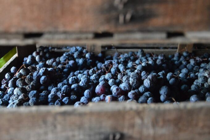 From Verona: Valpolicella Half-Day Small Group Wine Tour - Amarone Vineyard and Tasting