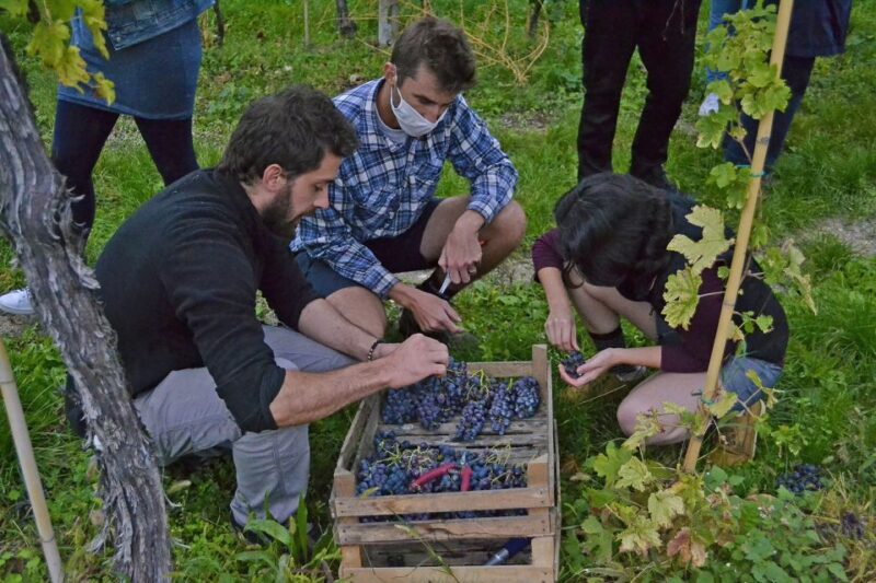From Verona: Valpolicella Winery Tour With Amarone Vintages - Winery Details