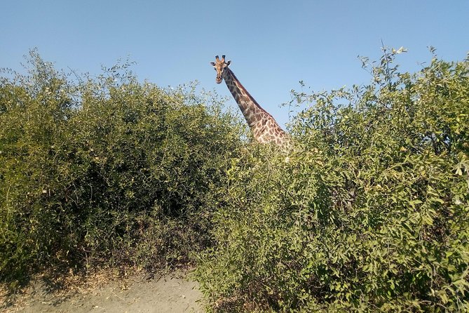 From Victoria Falls: Chobe National Park Small Group Tour - Chobe River Cruise