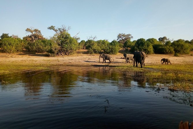 From Victoria Falls: Chobe National Park Small Group Tour - Wildlife and Landscape