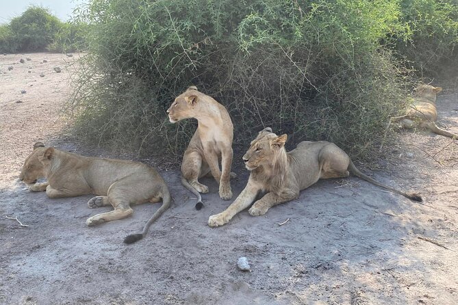 From Victoria Falls: Hwange National Park Day Safari - Whats Included in the Tour