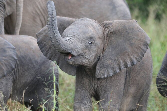 From Victoria Falls: Hwange National Park Day Safari - Pickup Details and Schedule