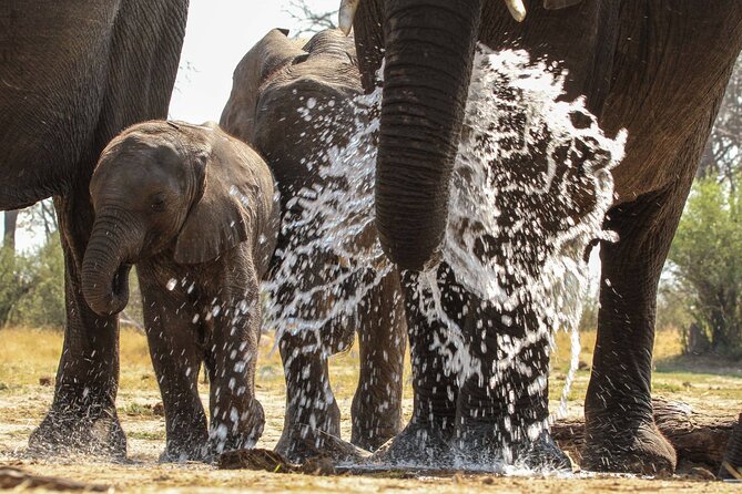 From Victoria Falls: Hwange National Park Day Safari - Wildlife Experiences on Safari