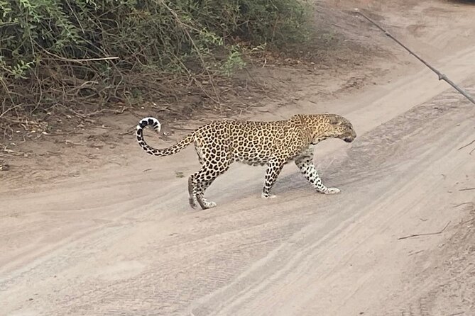From Victoria Falls: Hwange National Park Day Safari - Customer Reviews and Feedback