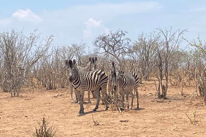 From Victoria Falls: Hwange National Park Day Safari - Booking Your Adventure