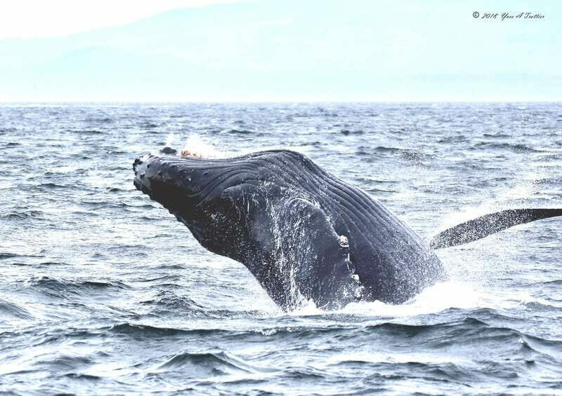 From Victoria: Whale Watching Tour by Zodiac Boat - Final Thoughts: Who Will Love This Tour?