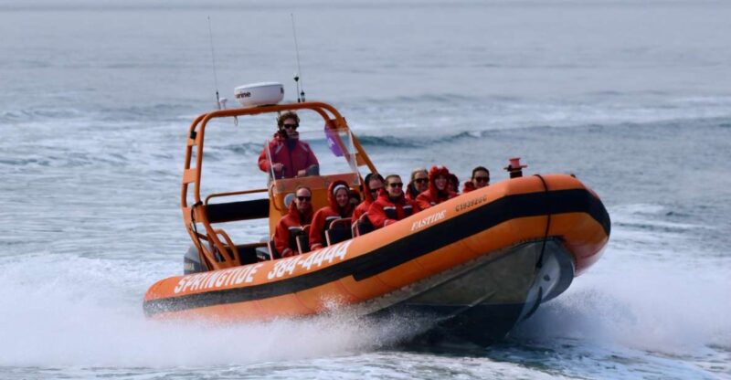 From Victoria: Whale Watching Tour by Zodiac Boat - Activity Highlights