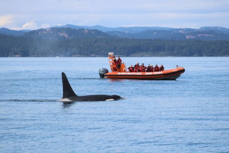 From Victoria: Whale Watching Tour by Zodiac Boat - What to Expect