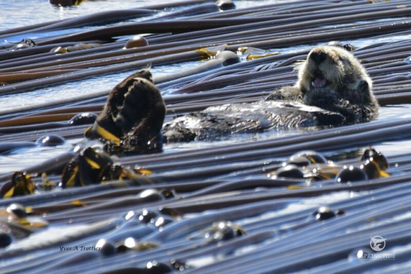 From Victoria: Whale Watching Tour by Zodiac Boat - Getting to the Meeting Point