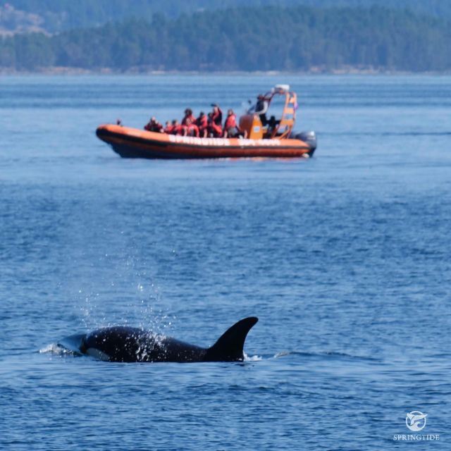 From Victoria: Whale Watching Tour by Zodiac Boat - Inclusions and Fees