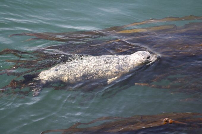 From Victoria: Whale Watching Tour by Zodiac Boat - Customer Feedback