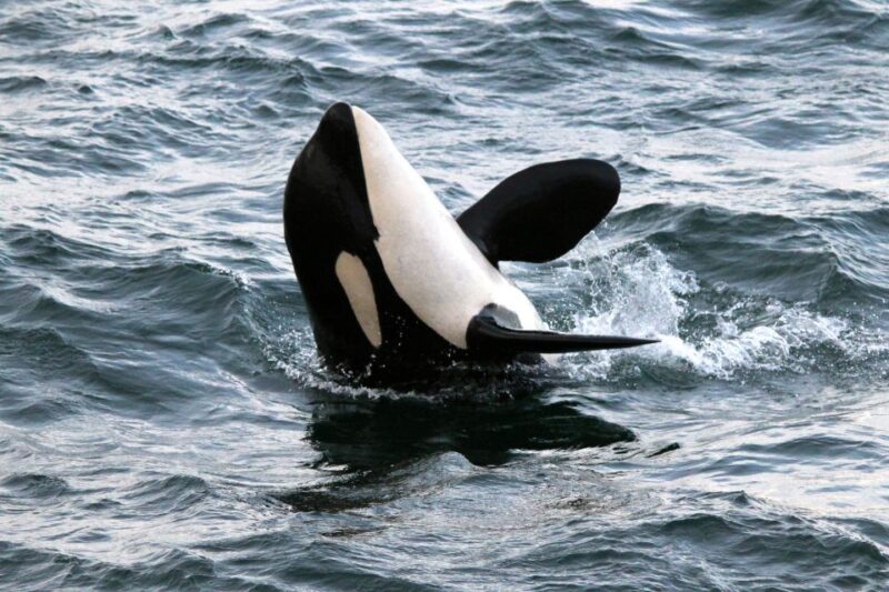 From Victoria: Whale Watching Trip on Covered Boat - Key Points