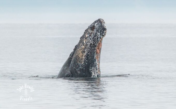 From Victoria: Whale Watching Trip on Covered Boat - Transportation and Pickup