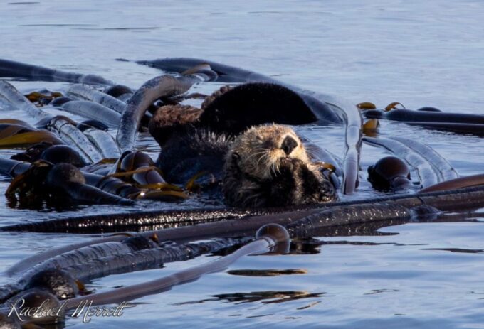 From Victoria: Whale Watching Trip on Covered Boat - Wildlife Sightings