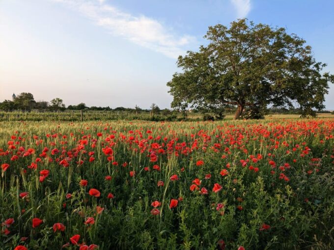 From Vienna: Burgenland Bike and Wine Tasting Tour - Meeting Location