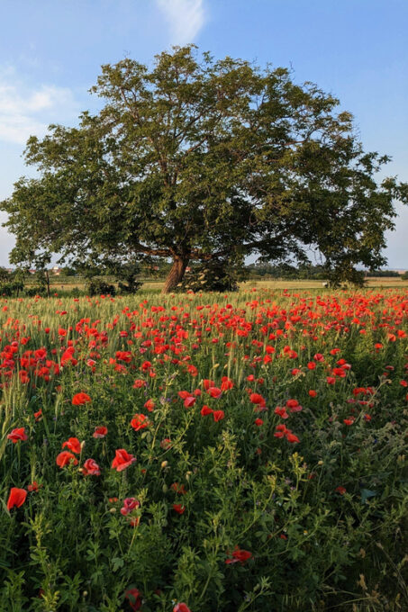 From Vienna: Burgenland Bike and Wine Tasting Tour - Frequently Asked Questions