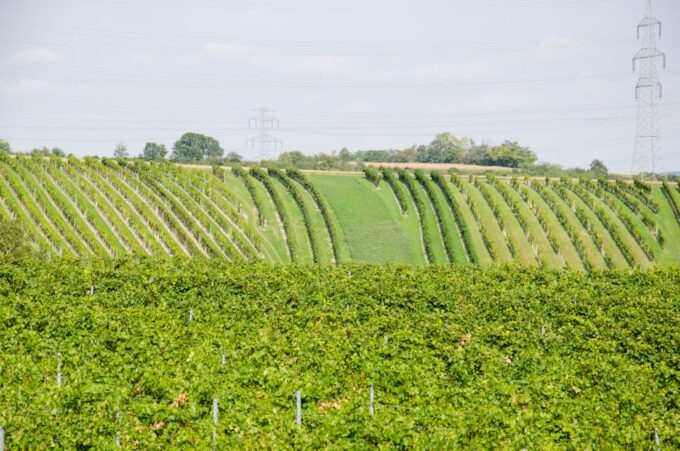 From Vienna: Half-Day Countryside Wine Tour With Meal - Meal and Tastings