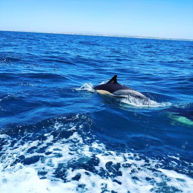 From Vilamoura: 2.5-Hour Benagil Cave and Dolphins Boat Tour - Key Points