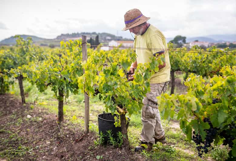 From Villa De Leyva: Vineyard Tour - Key Points