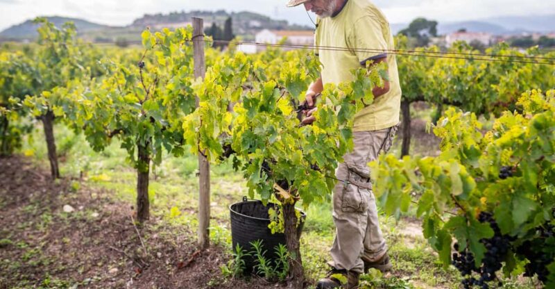 From Villa De Leyva: Vineyard Tour - Experience Highlights