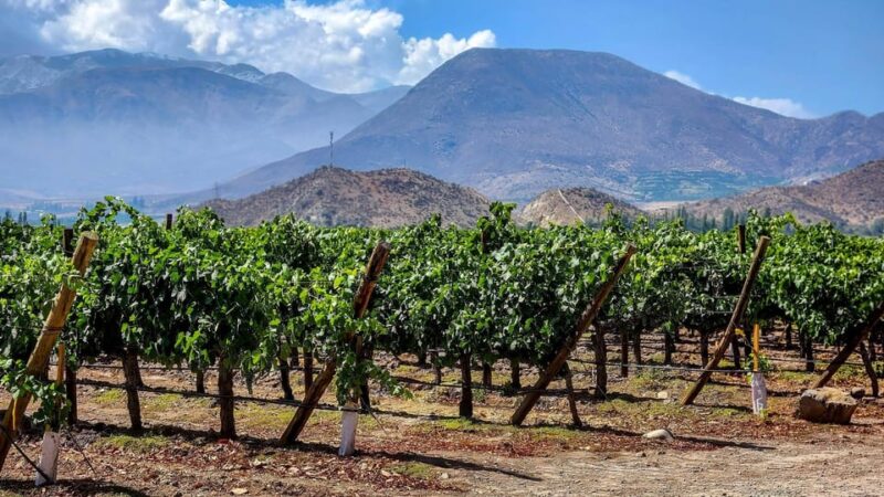 From Villa De Leyva: Vineyard Tour - Included Services