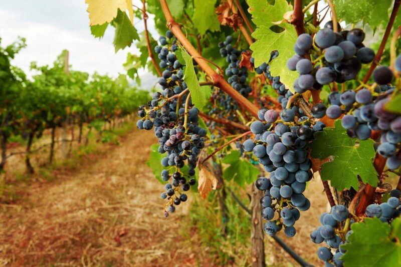 From Villa De Leyva: Vineyard Tour - Customer Feedback