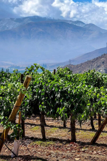 From Villa De Leyva: Vineyard Tour - Frequently Asked Questions